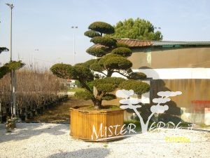 Maxi bonsai giapponesi